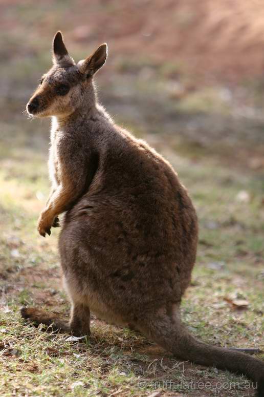 Black-footed Rock Wallaby