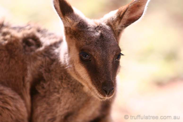 Black-footed Rock Wallaby