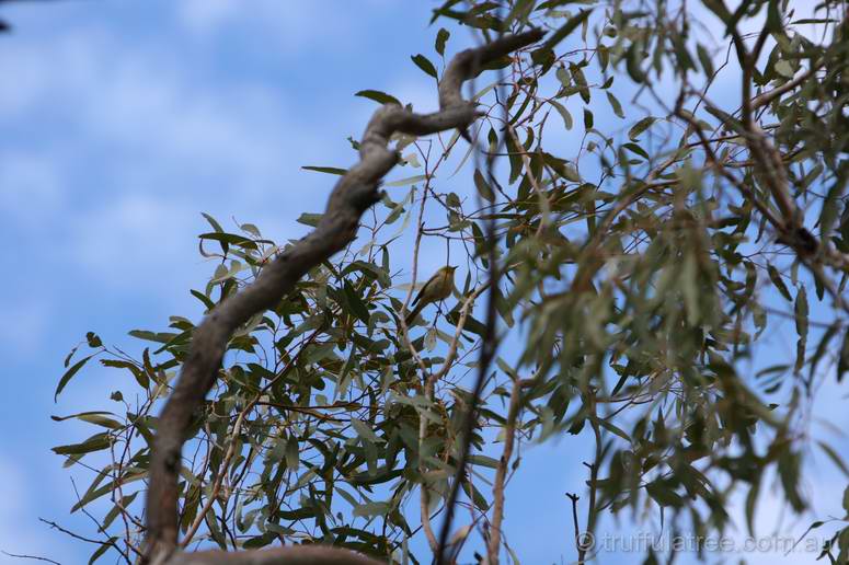 White-plumed Honeyeater