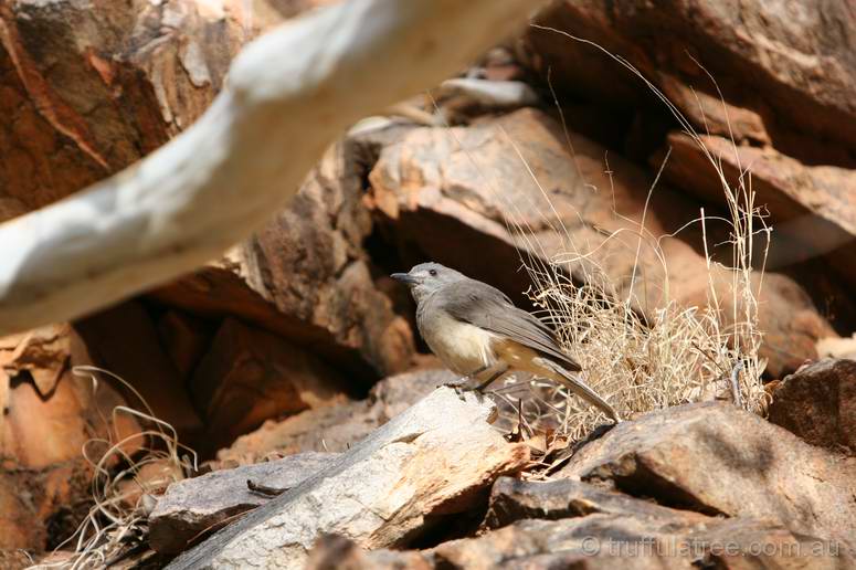 Grey Shrike-Thrush