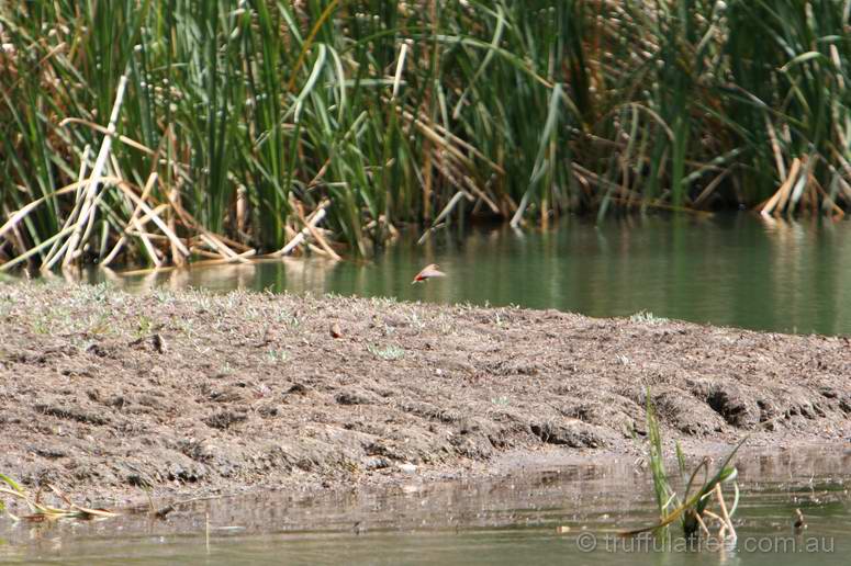 Diamond Firetail Finches