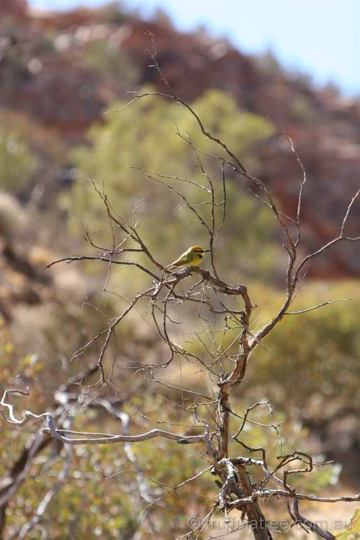 Rainbow Bee-eater