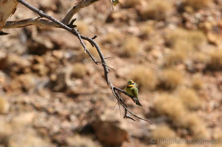 Rainbow Bee-eater