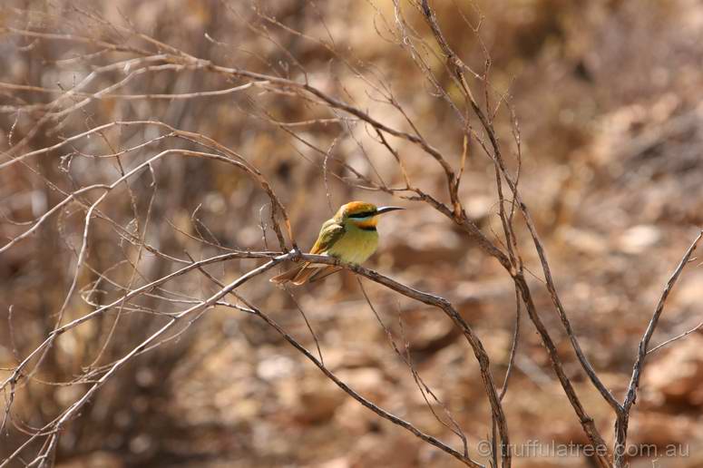 Rainbow Bee-eater