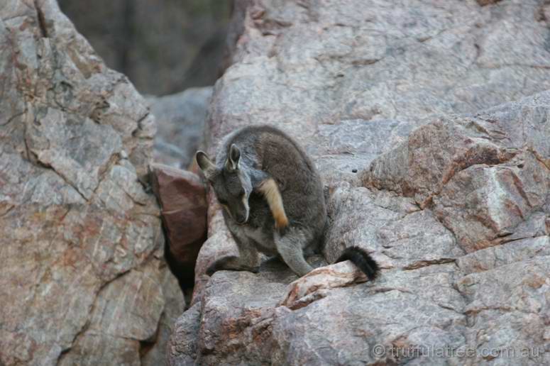 Black-footed Rock Wallaby