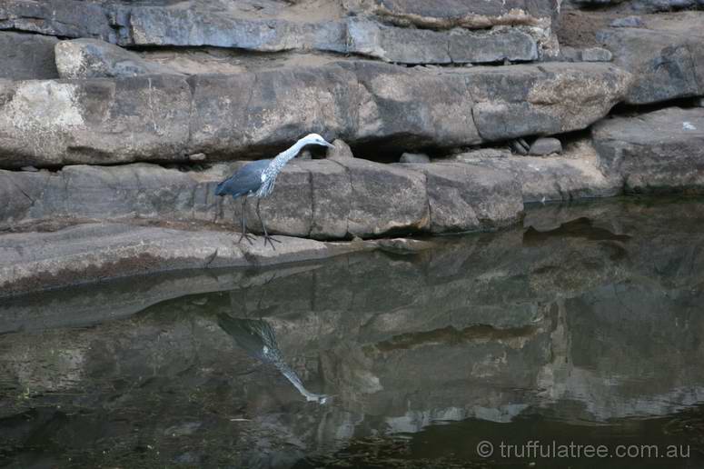 White-necked Heron