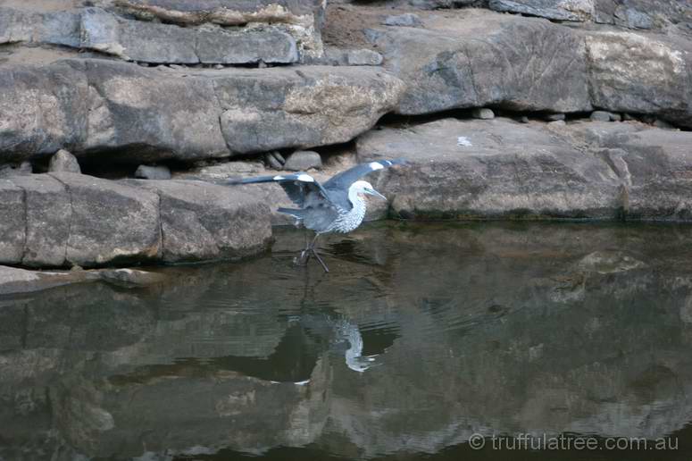 White-necked Heron