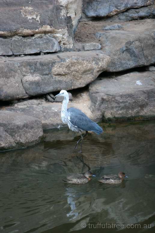 White-necked Heron