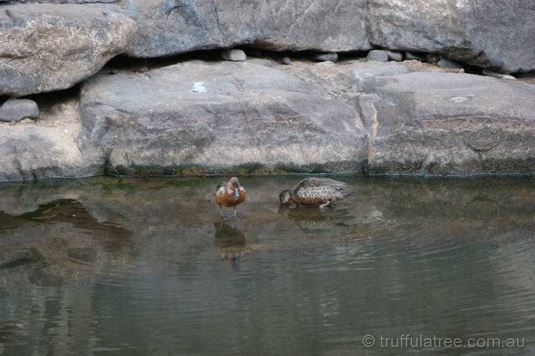 Chestnut Teal ?