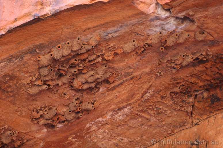 Nests in Roma Gorge