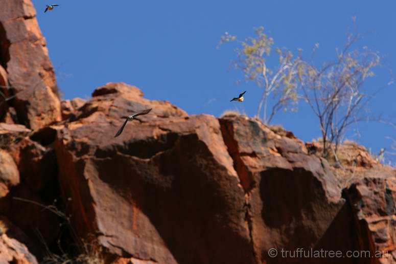 Mulga Parrots