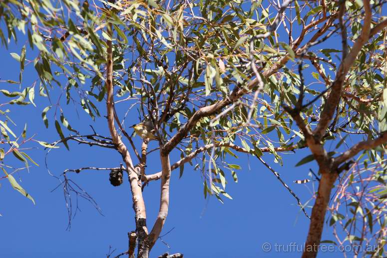 Grey-headed Honeyeater