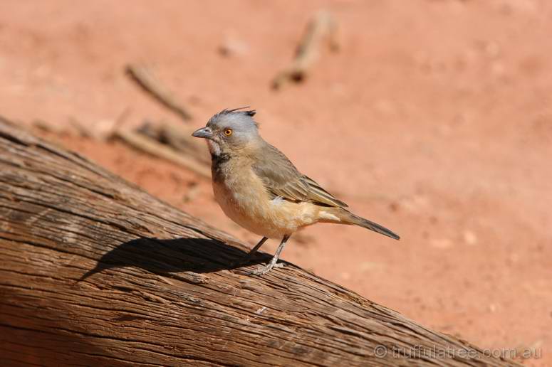 Crested Bellbird