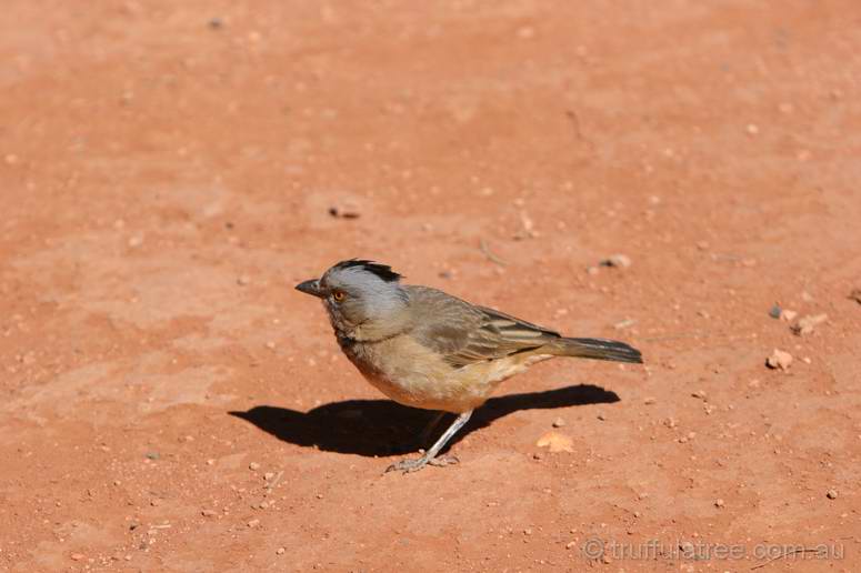 Crested Bellbird