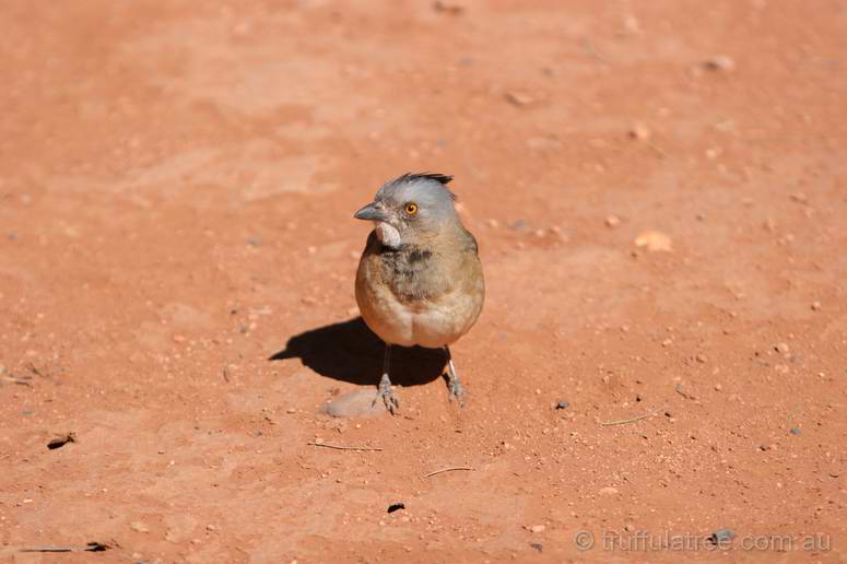 Crested Bellbird