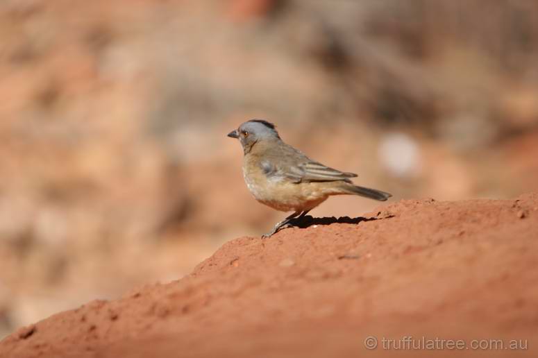 Crested Bellbird