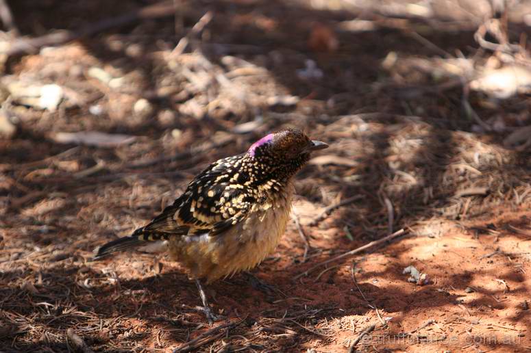 Western Bowerbird