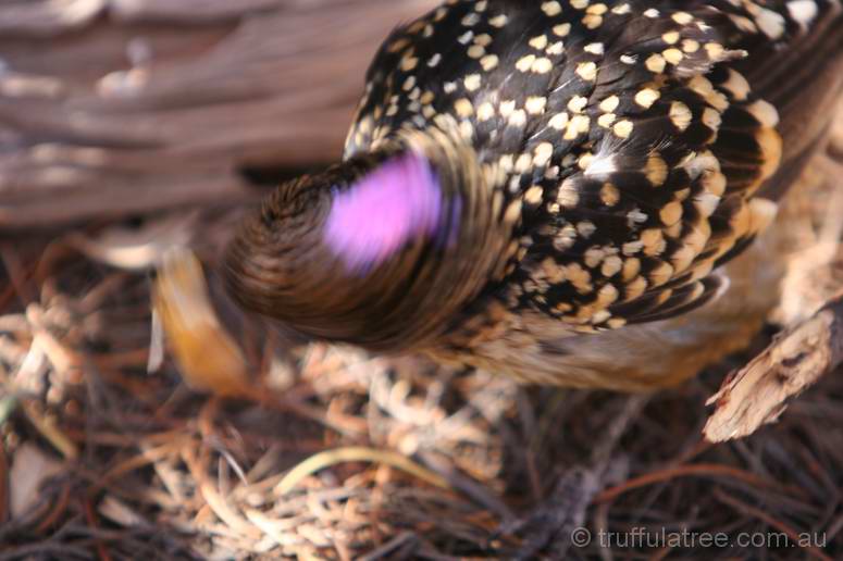 Western Bowerbird