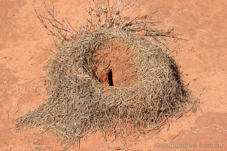 Termite nest in the Spinifex