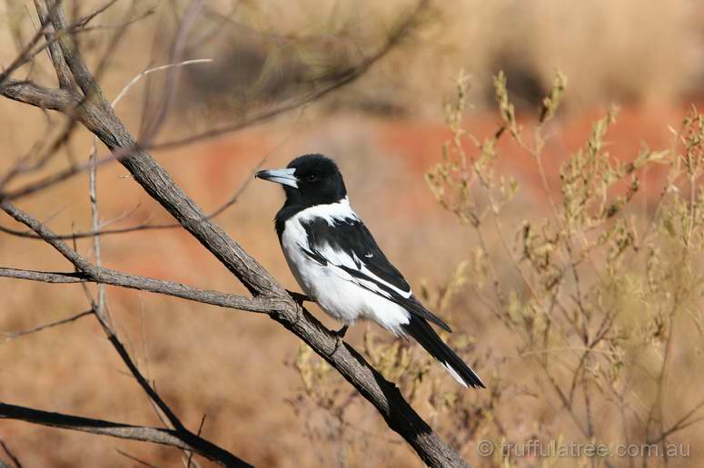 Pied Butcherbird