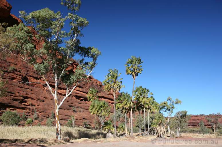 Palm Valley