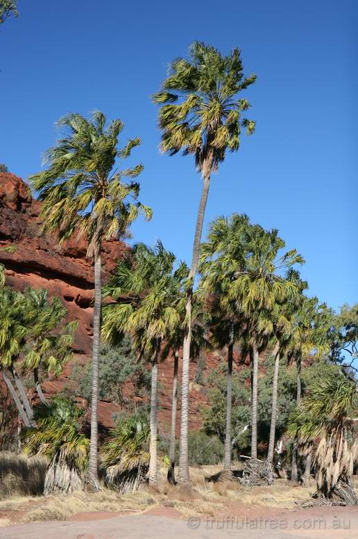 Palm Valley