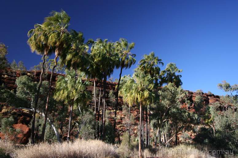 Palm Valley