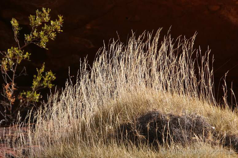 Spinifex in Palm Valley