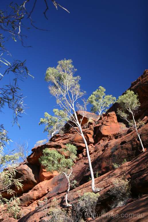 Palm Valley