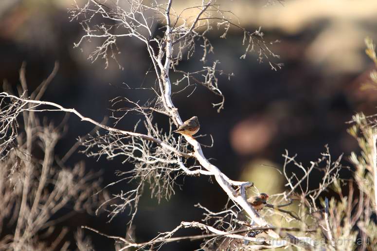 Zebra Finches