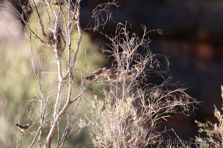 Zebra Finches