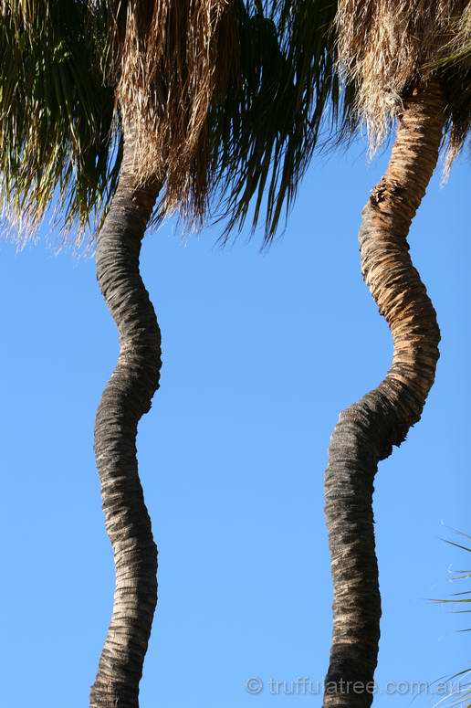 Kinky Palms in Palm Valley