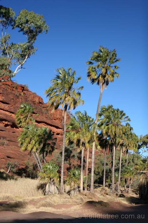 Palm Valley