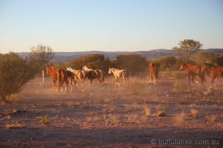 Wild Horses