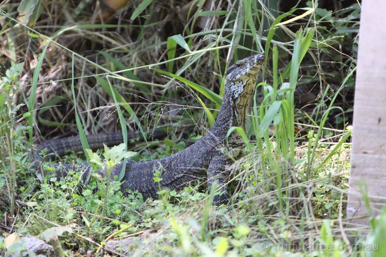 A very un-fussed local Goanna