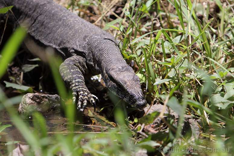 A very un-fussed local Goanna