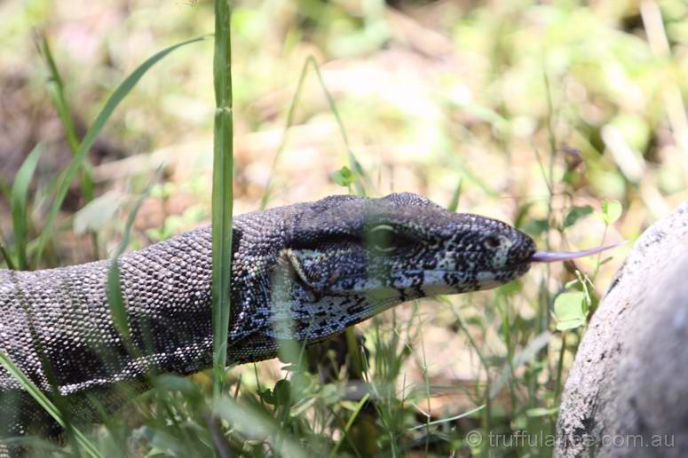 A very un-fussed local Goanna