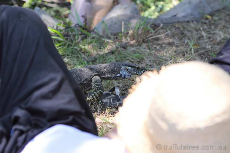 The Goanna almost walked over a sleeping festival goer