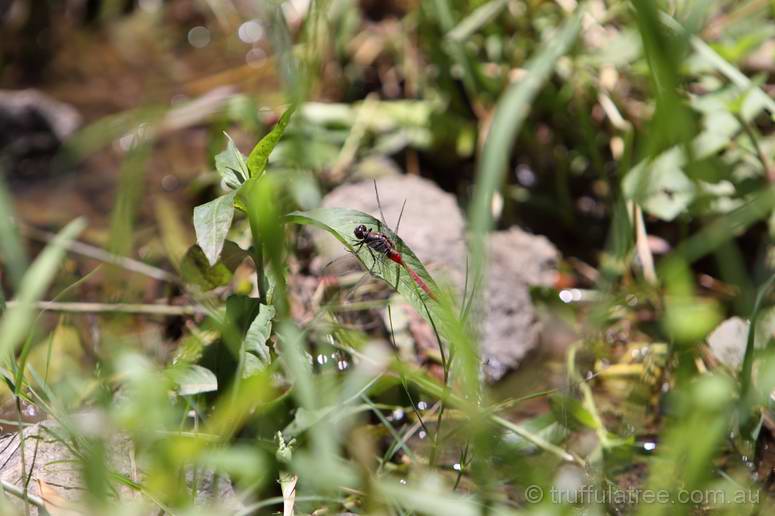 Pretty dragonfly