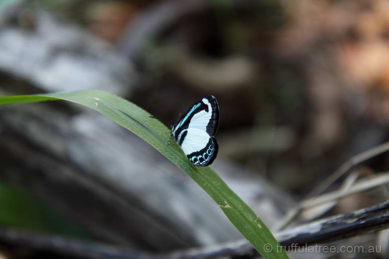 A very friendly little butterfly