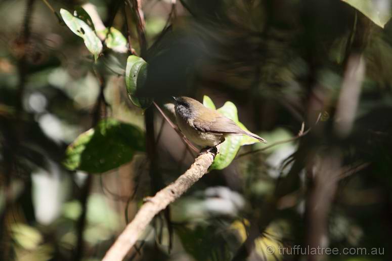 Thornbill?