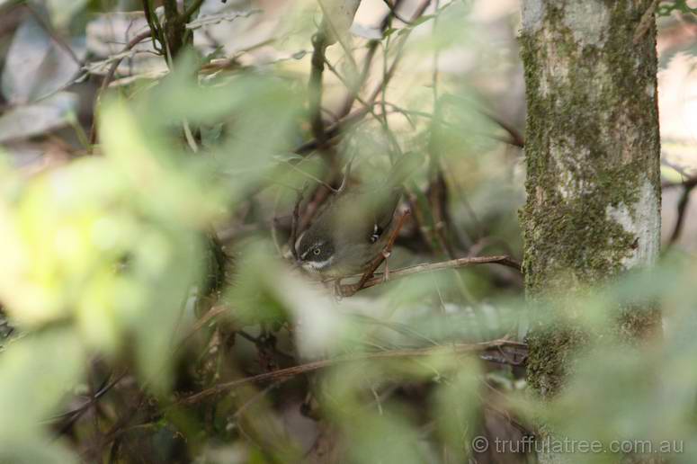 White Browed Scrub Wren