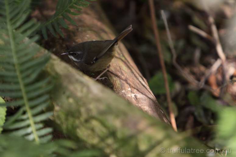 White Browed Scrub Wren