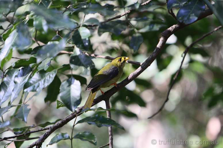 Bell Miner (Bellbird)