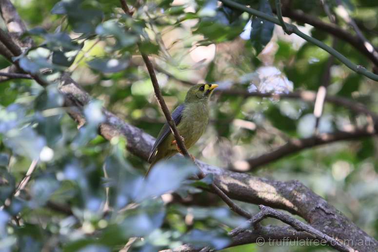 Bell Miner (Bellbird)