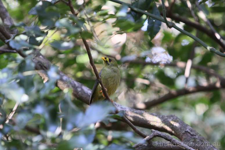 Bell Miner (Bellbird)