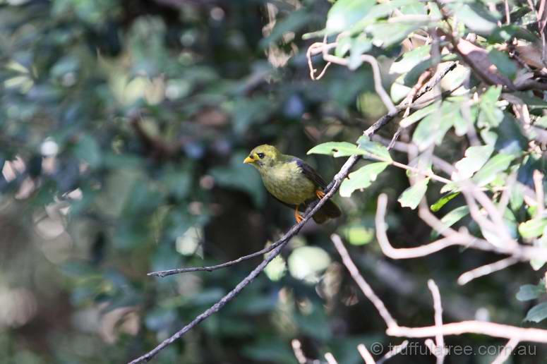 Bell Miner (Bellbird)