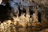 The Flying Fox colony, Tunnel Creek