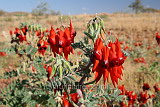 A nicer shade of red - Sturt's Desert Pea