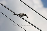 Grey Butcher Bird